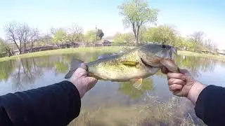 Fishing the Z-Man TicklerZ | Clear Water Sight Fishing For Bass
