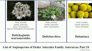List of Angiosperms of Order Asterales Family Asteraceae Part 24 desert doronicum douglas dwarf