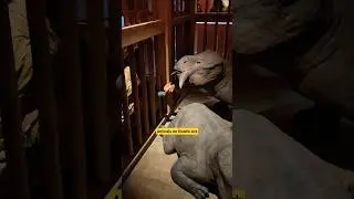 Animals on Noah's Ark #shorts #noahsark #animals #arkencounter #museum #maksymmamai