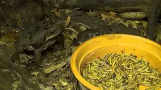 Gifttierhaus e.V. Eimsheim - Aga Kr&ouml;ten ( Bufo marinus )
