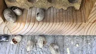 Mason Bees Hatching