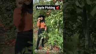 Apple Picking at Downey's Farm near Toronto 🍎 #shorts #ytshorts   #canada