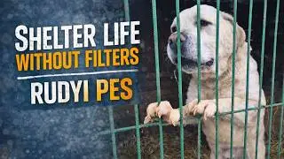 Behind the Kennels | A Day at Rudyi Pes Shelter🐾💛