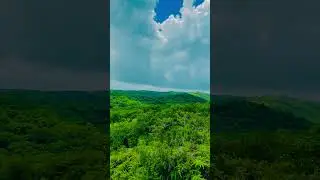 🐢 Palau Wild Nature 🐠 | Ocean & Jungle 🌴