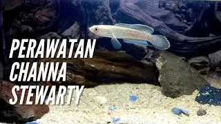 Perawatan channa stewarty| Biar Gondrong