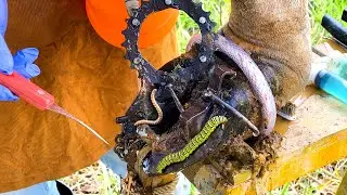 Life-Saving Hoof Fix &ndash; Removing Screw Trap from Cow&rsquo;s Foot! Learning cow 98976565567