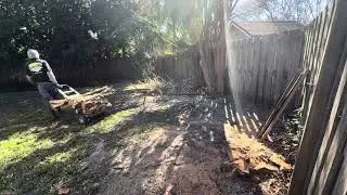Small Tree Trimming Job (Crepe Myrtle +🐛Milkweed 🦋)￼