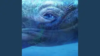 The Circle Song