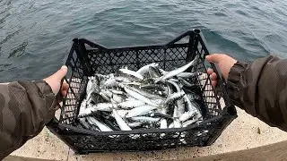 Boğazda Sardalya Avı -Çapari Balık Avı