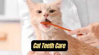 Cat Teeth Care: How to Maintain Your Cat&rsquo;s Dental Health