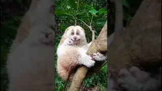 Big eyes of cute animal