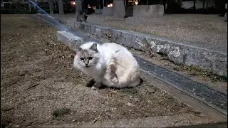 🐈A Relaxing Day with 7 Cats: The White Cat&rsquo;s Routine🐈🐱