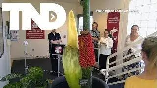 WSU's infamous corpse flower is back in bloom