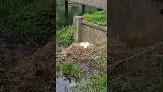 Swan nesting #uk #swan #nest