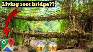 #unbelievable 😱 nature art, living root bridge exist in real life on Google Earth and map