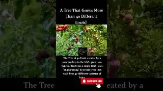 The Tree of 40 Fruit &ndash; A Single Tree That Grows 40+ Different Fruits! 🌳🍑🍒