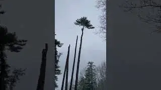 Frozen pine