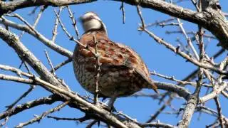 Northern Bobwhite Quail