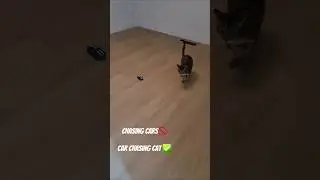 car or cat - fast and furious edition #cats #catvideo #catshorts #cars