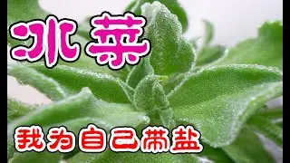冰菜 - 我為自己帶鹽，可以吃的肉肉，冰菜的種植技巧，好吃又好種的保健菜，不用花高價買了 How to Grow Ice Plant