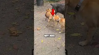 WHY Do Dogs Smell BUTTS! 😨