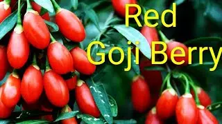 Red Goji Berry سرخ گوجی بیری