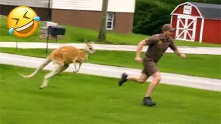 Funniest Animal Videos 2026 😂 Animals Breaking The Rules In The Funniest Way