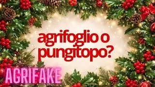 E' AGRIFOGLIO O PUNGITOPO? RICONOSCERE LE DUE PIANTE
