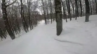 Tragedia sfiorata snowboarder inseguito da un orso grizzly  durante un fuoripista in trentino