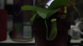 Feeding my tropical pitcher plant Part III (catching the escaping bug!)