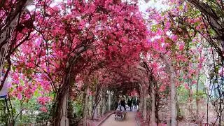 元洲村勒杜鵑隧道 Un Chau Estate Flower Tunnel POV