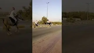 saudi Arabia🇸🇦 foundation day 22 feb 2024 horse running #saudifoundation #foundationday #horse