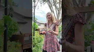 Не паникуйте! Засохшие огуречные лозы &mdash; это нормально.