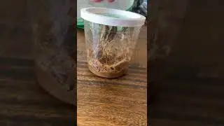 Chrysalides