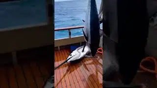 🌊 MARLIN IMPACT! A Spear on Deck! / 청새치의 습격! 배 위로 날아온 창!