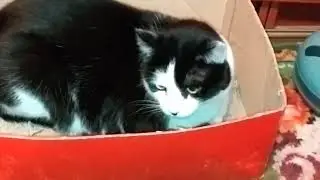 Скромный котик с позором был изгнан из любимой коробки...