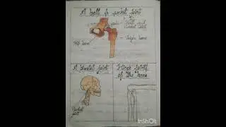 Diagram of Joints l A ball and Socket Joint l A Pivotal Joint l Hinge Joint of the knee l