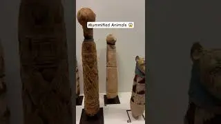 😱😱😱 mummified animals like birds cats dogs fishes #amazing #scary #wow #ytshorts #shorts #video