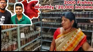 Kolathur Betta Fish Farm Vlog-EshwarGandhi Ft. Abi fish room-Breeding-Fast fry Growth- தமிழ் (Tamil)
