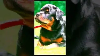 Rottweiler | Rottweiler growth |Rott Puppy | Petsncrafts