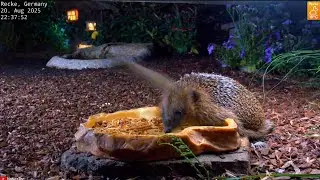 @NatureTec  Hedgehog gets a fright. The mice are flying very low today 🤭🐭 #wildlife #hedgehog #mice 