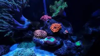 Low maintenance reef tank no sump no skimmer, no water changes. canister filter and  soft coral
