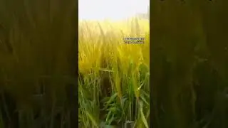 Farming #wheat#village #uttarpradesh