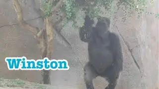 Gorilla 💎 Winston picks up fruit from tree💎 afternoon time 💎 San Diego Safari Park