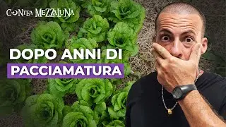 Cosa succede davvero dopo anni di pacciamatura in Sicilia