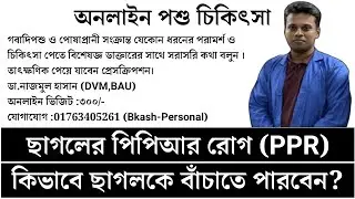 ছাগলের পিপিআর রোগের কারন, লক্ষন, চিকিৎসা ও করনীয় কি ( বিস্তারিত আলোচনা) |Cagol er PPR hole koronio