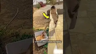 Животные, чудом избежавшие смерти на камеру 😱