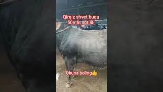 ANDIJON QOʻRGʻONTEPA MOL BOZORI#top #cow #andijonbozor #animals #reels #trendingshorts #shorts