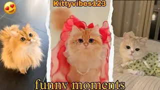little adorable kitty 🐈 funny momentsmade 😻 my day#kittyvibes #cutecats#funnycats#kittenvideos#fyp