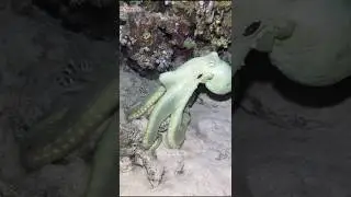 Color changing octopus 👀✨ #shorts